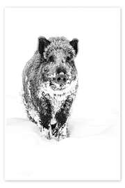 Poster  Wild Boar Looking for Food in the Deep Snow - Ingo Gerlach