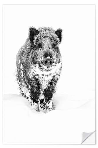 Wall sticker Wild Boar Looking for Food in the Deep Snow