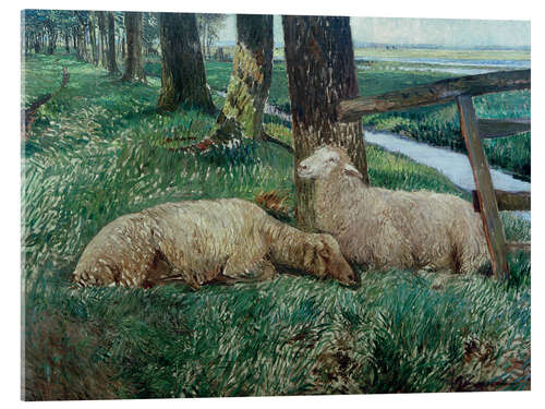 Cuadro de metacrilato Sheep Resting