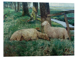 Foam board print Sheep Resting