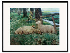 Gerahmter Kunstdruck Schafe beim Ausruhen