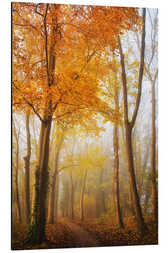 Tableau en aluminium Autumn in Full Swing in a Dutch Forest