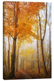 Canvas print Autumn in Full Swing in a Dutch Forest