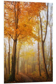 Foam board print Autumn in Full Swing in a Dutch Forest