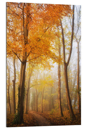 Galleriprint Autumn in Full Swing in a Dutch Forest