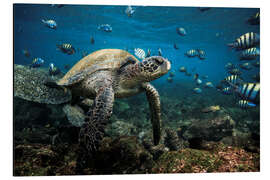 Cuadro de aluminio Galapagos Green Sea Turtle Underwater