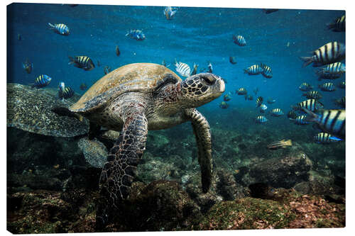 Lerretsbilde Galapagos Green Sea Turtle Underwater