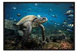 Gerahmter Kunstdruck Galapagos-Meeresschildkröte unter Wasser