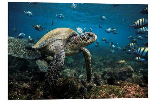 Foam board print Galapagos Green Sea Turtle Underwater