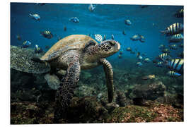 Foam board print Galapagos Green Sea Turtle Underwater