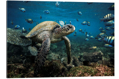 Galleritryck Galapagos Green Sea Turtle Underwater