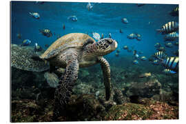 Gallery print Galapagos Green Sea Turtle Underwater