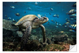 Selvklebende plakat Galapagos Green Sea Turtle Underwater