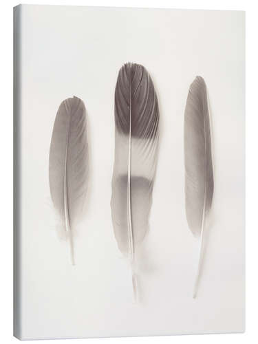 Canvas print Delicate Feathers