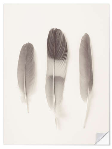 Vinilo para la pared Delicate Feathers