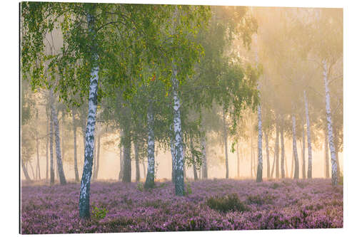 Tableau en plexi-alu Late Summer Morning