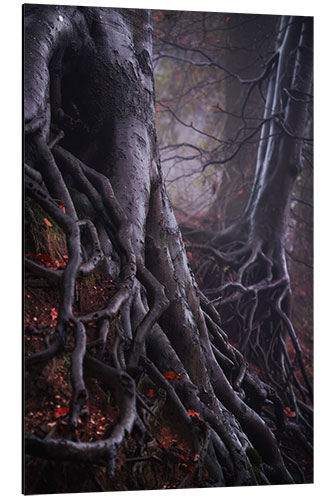 Tableau en aluminium Tree Roots in a Dutch Forest