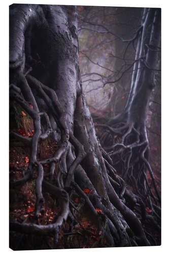 Lienzo Tree Roots in a Dutch Forest