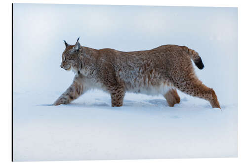 Aluminium print Lynx in Deep Snow