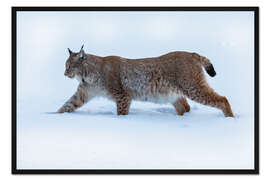 Gerahmter Kunstdruck Luchs im Hohen Schnee