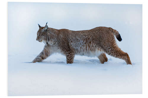 Stampa su PVC Lynx in Deep Snow