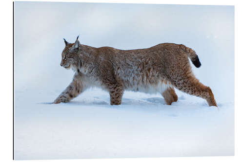 Gallery print Lynx in Deep Snow