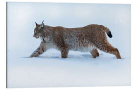 Magnettafel Luchs im Hohen Schnee