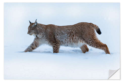 Wandsticker Luchs im Hohen Schnee