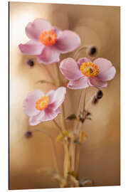 Aluminium print Pink Anemones