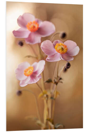 Tableau en PVC Pink Anemones