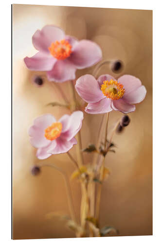 Tableau en plexi-alu Pink Anemones