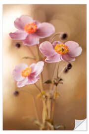 Wall sticker Pink Anemones