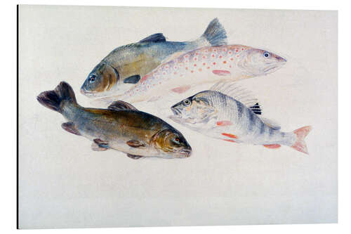 Quadro em alumínio Study of Fish: Two Tench, a Trout and a Perch