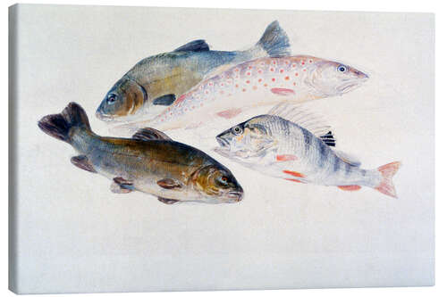 Canvastavla Study of Fish: Two Tench, a Trout and a Perch