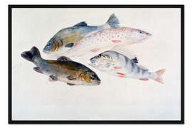 Gerahmter Kunstdruck Studie über Fische: Zwei Schleien, eine Forelle und ein Barsch