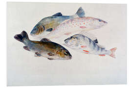 Foam board print Study of Fish: Two Tench, a Trout and a Perch