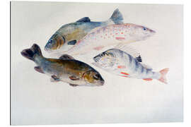 Gallery print Study of Fish: Two Tench, a Trout and a Perch