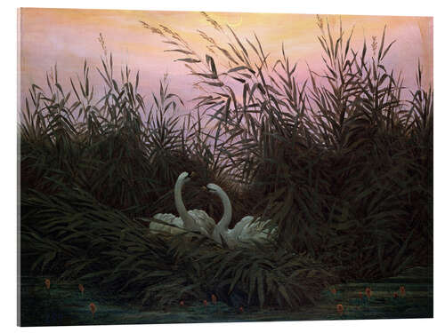 Tableau en verre acrylique Swans in the Reeds