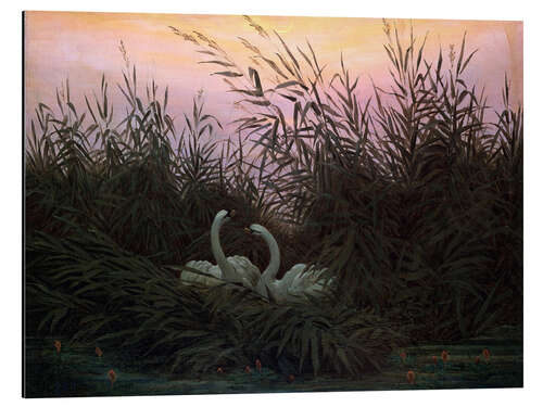 Obraz na aluminium Swans in the Reeds