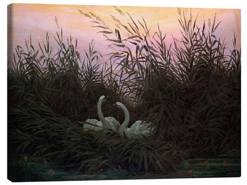 Canvas print Swans in the Reeds