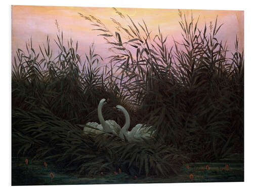 Stampa su PVC Swans in the Reeds