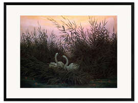 Gerahmter Kunstdruck Schwäne im Schilf