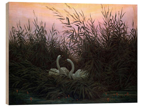 Obraz na drewnie Swans in the Reeds