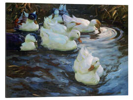 Aluminium print Ducks on a Pond