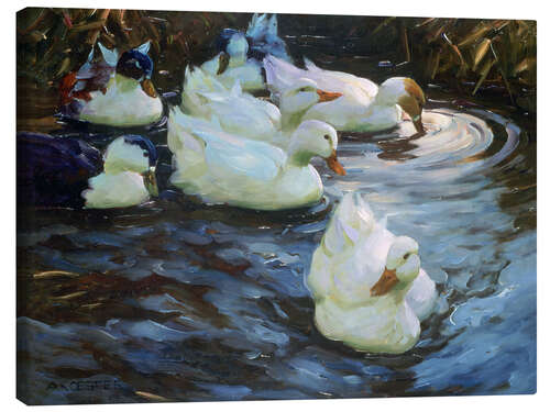 Canvas-taulu Ducks on a Pond