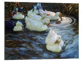 Gallery print Ducks on a Pond