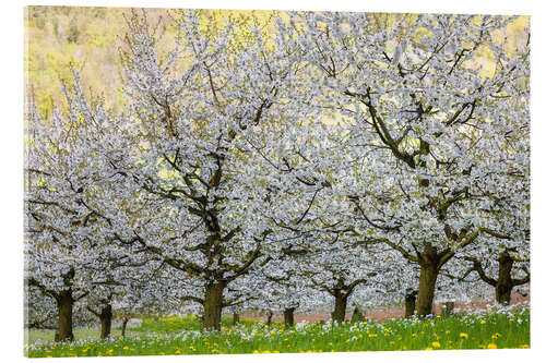 Acrylic print Spring of Cherry Blossoms