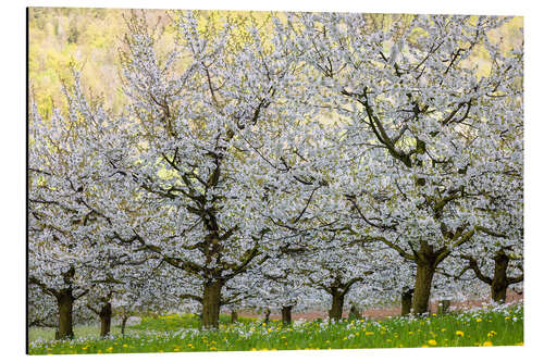 Cuadro de aluminio Spring of Cherry Blossoms