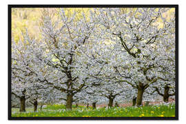 Gerahmter Kunstdruck Frühling der Kirschblüten