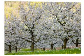 Foam board print Spring of Cherry Blossoms